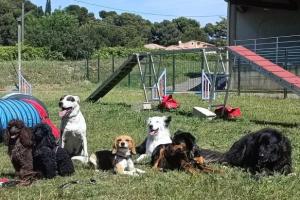 Activités Canines