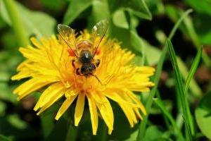 Apiculture