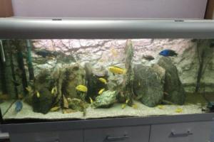 Aquariophilie